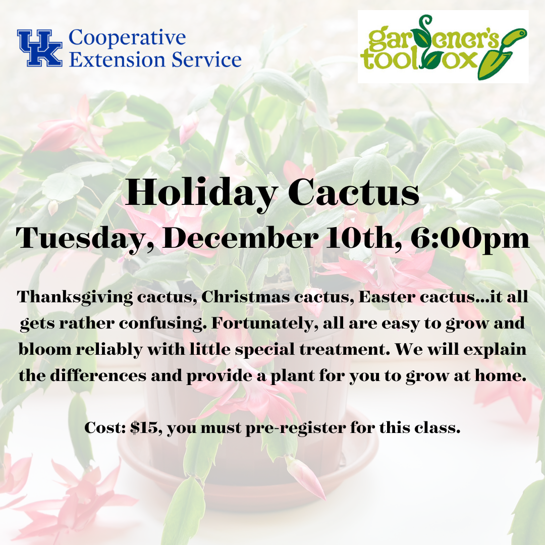 Holiday Cactus 2024